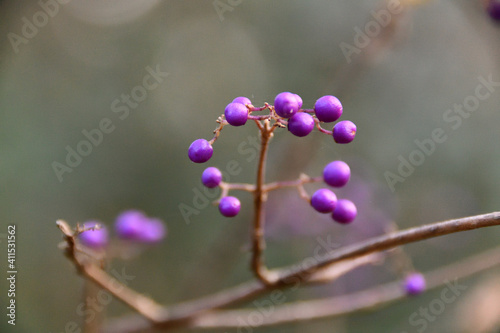 ムラサキシキブの紫色の実