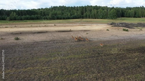 A herd of elk runs beautifully across the field. Russia