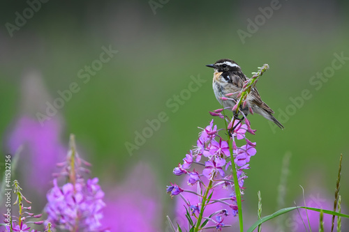 Male whinchat (Saxicola rubetra) sitting on a flower looking for food.