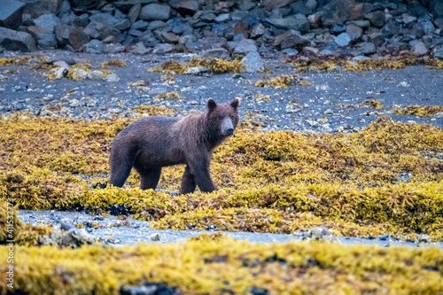 Young coastal brown bear (Ursus arctos) foraging for food on a beach in the Katmai NP, Alaska