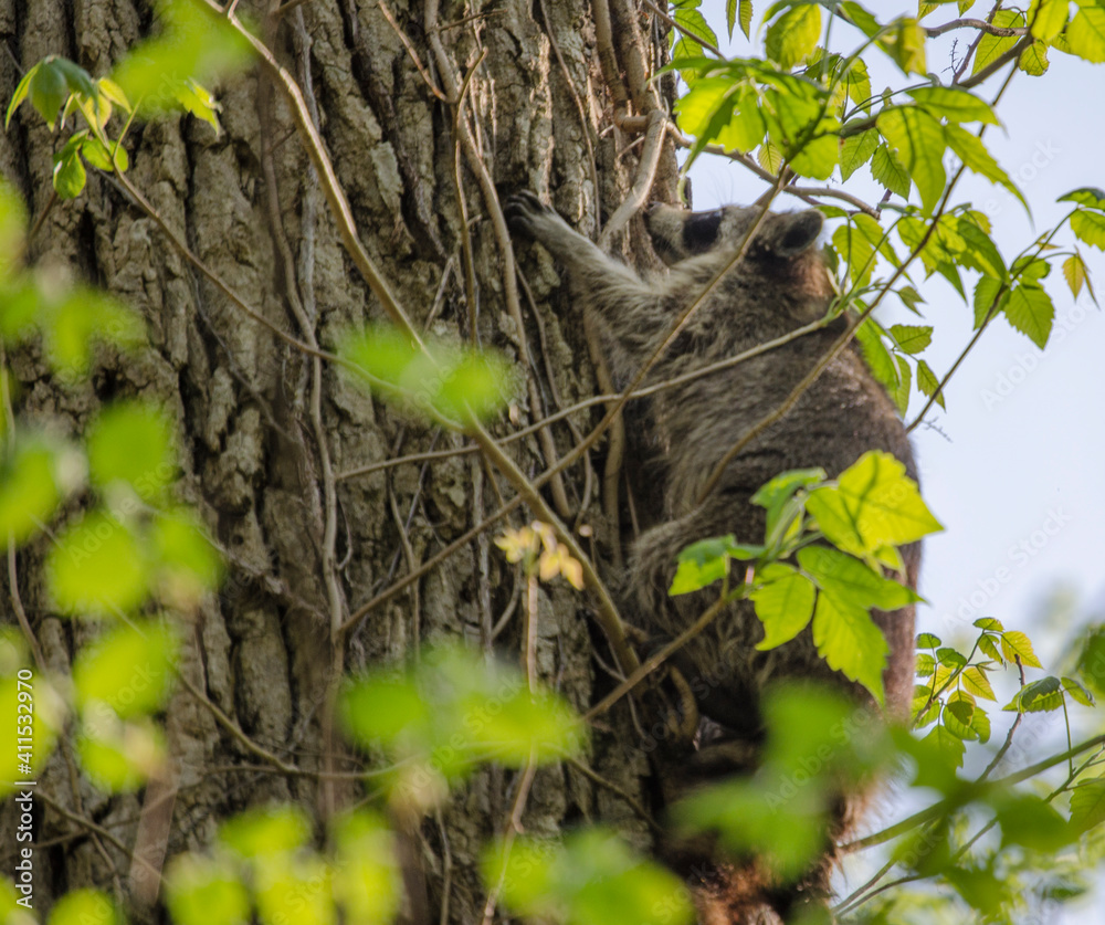 Obraz premium Raccoon in tree