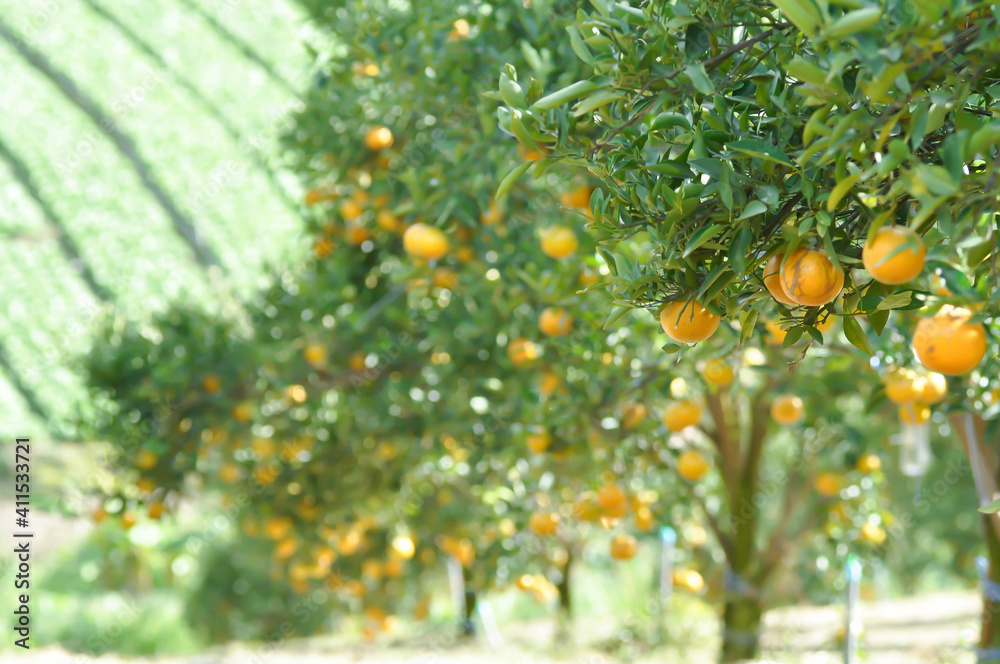 orange or orange farm, orange tree orange or orange farm, orange tree