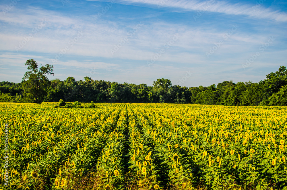 field of sunflowers