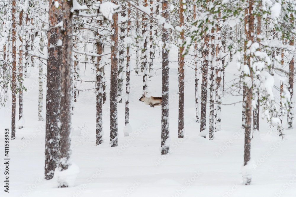 snow covered trees with reindeer snow covered trees with reindeer