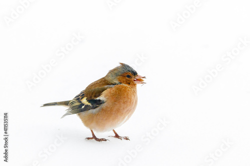 vink in sneeuw 2 photo