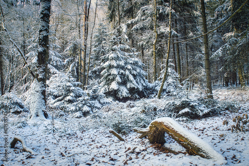 snow covered pine trees