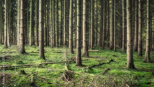 trees in the forest