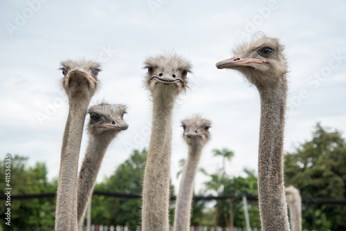 portrait of  group of ostrich photo