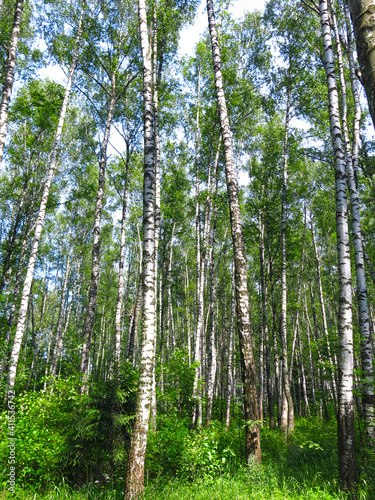 summer Russian birch grove under the sun