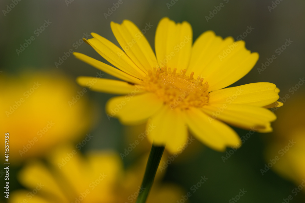beautiful yellow flower wallpaper. Glebionis segetum in summer breeze. Roadside flowers. yellow flower background. beautiful yellow flower wallpaper. Glebionis segetum in summer breeze. Roadside flowers. yellow flower background.
