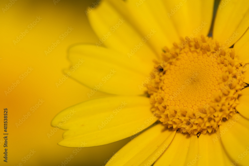 Fototapeta premium beautiful yellow flower wallpaper. Glebionis segetum in summer breeze. Roadside flowers. yellow flower background.