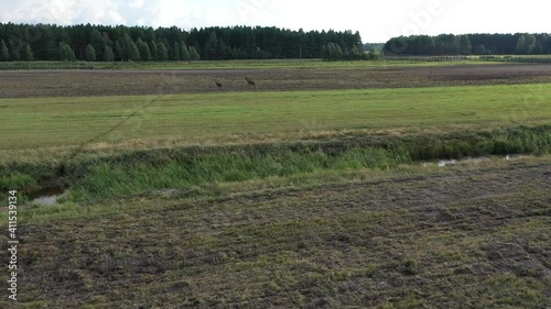A herd of elk runs beautifully across the field. Russia