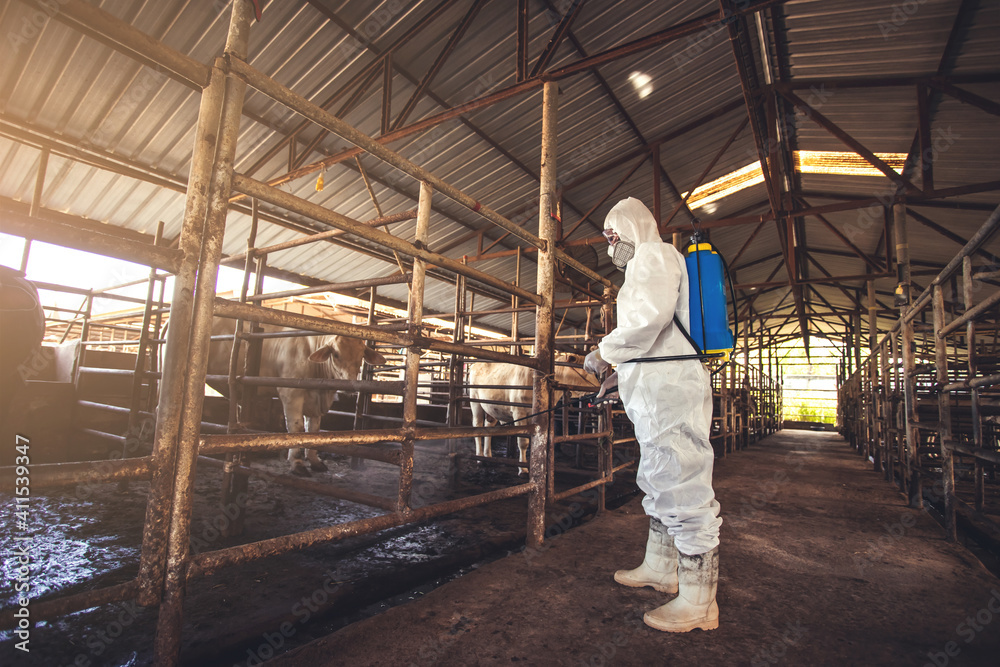 Spraying disinfectant for protection pandemic of disease in cattle farm.