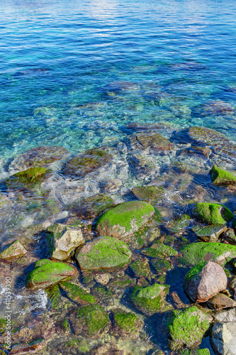 静岡県沼津市西浦　岩海苔の生えた海岸 © あんみつ姫
