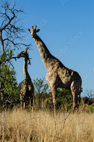 Girafe  Giraffa Camelopardalis  Parc national Kruger  Afrique du Sud