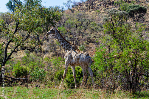 Girafe  Giraffa Camelopardalis  Parc national Kruger  Afrique du Sud