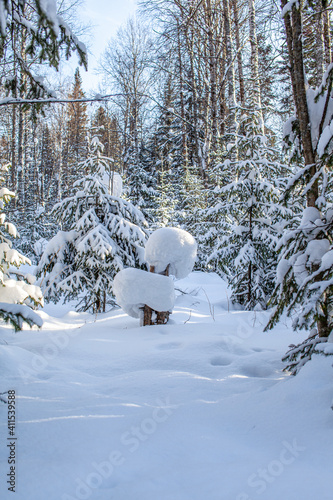 Winter road in a snowy forest  tall trees along the road.