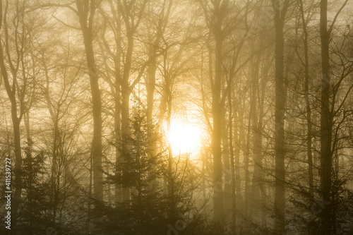 Romantic sunrise behind tall trees with fog in winter