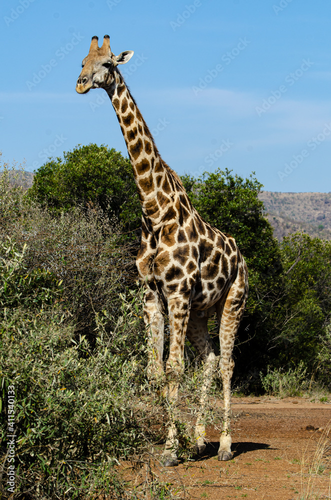 Girafe, Giraffa Camelopardalis, Parc national Kruger, Afrique du Sud Girafe, Giraffa Camelopardalis, Parc national Kruger, Afrique du Sud