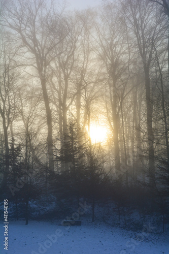 Sunrise behind tall trees with fog in winter with snow