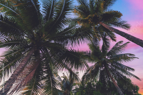 Fototapeta Naklejka Na Ścianę i Meble -  coconut palms tree and clouds twilight