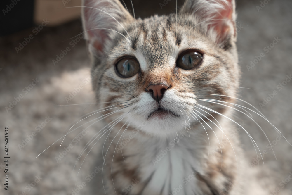 young cat face closeup, portrait of young cat, serious kitten young cat face closeup, portrait of young cat, serious kitten