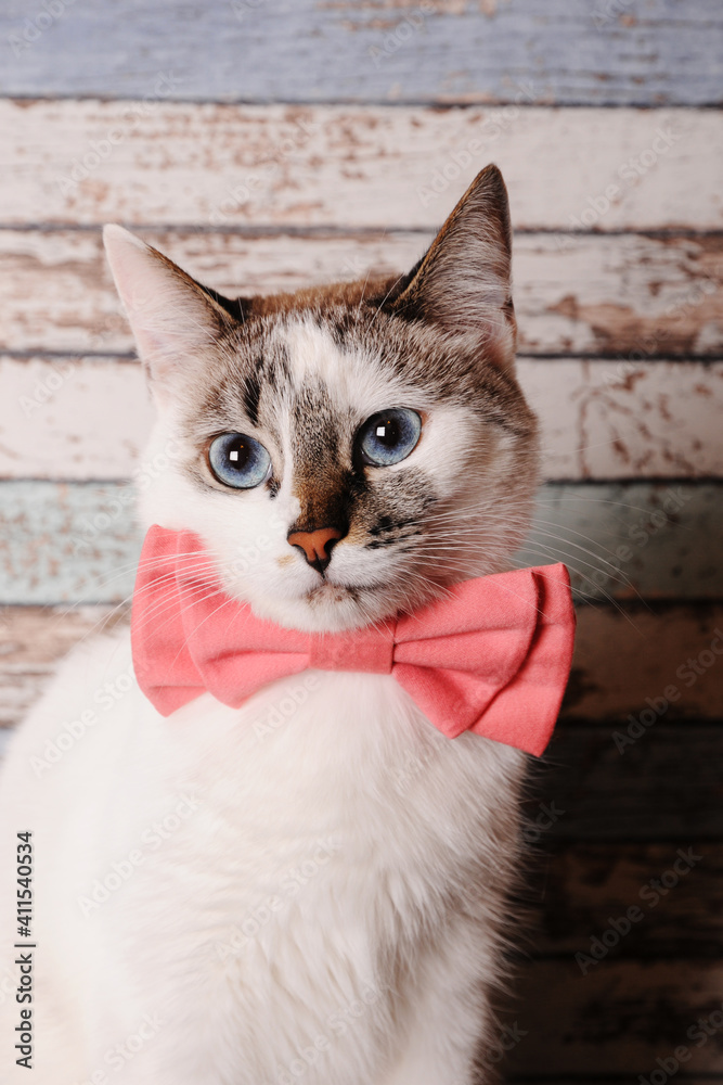 Obraz premium Cute white blue-eyed cat in pink bow tie on wooden background, close up portrait
