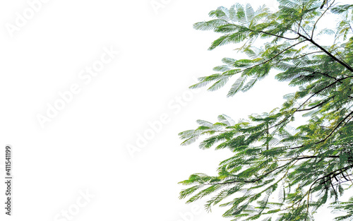 fresh azadirachta indica branch green leaves in corner. Plant herb branch. isolated on white background with copy space for text