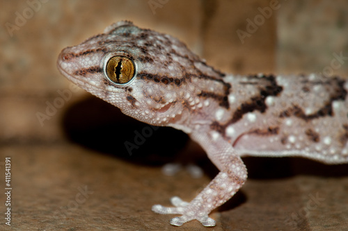 Bibron's thick toed gecko