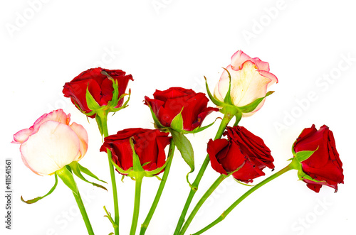 Dark red roses isolated on white background.