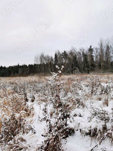 Fototapeta Naklejka Na Ścianę i Meble -  winter forest in the snow