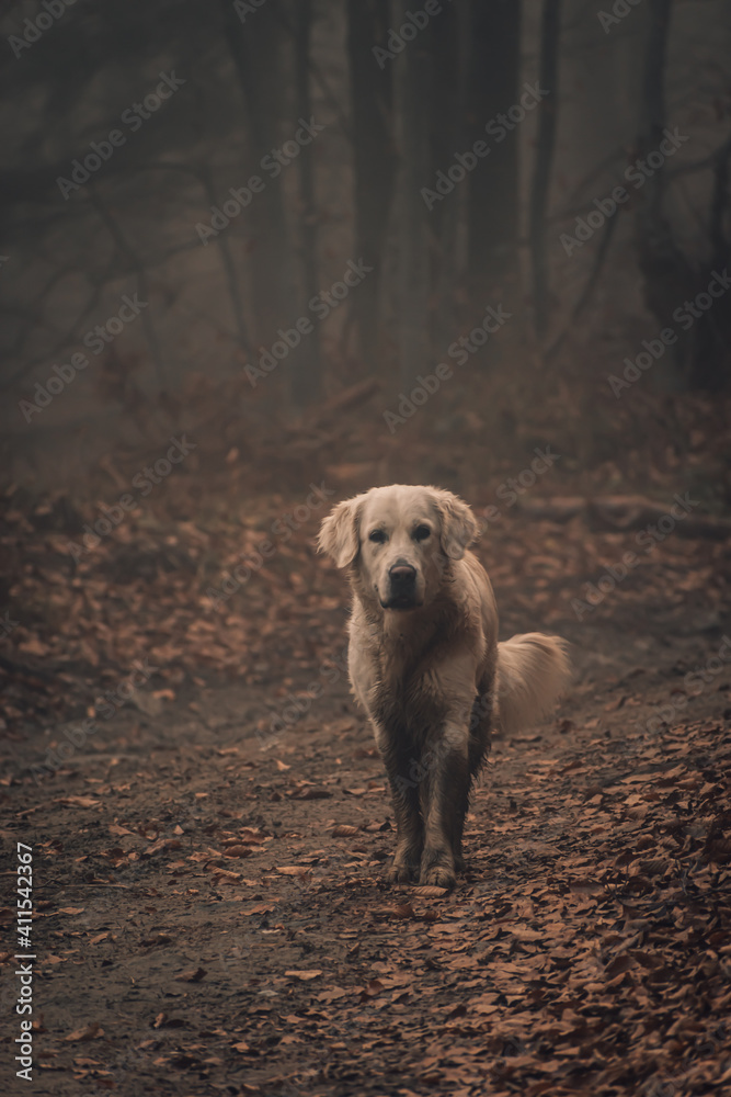 Obraz premium Little buddy walk.