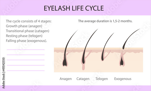 Eyelash life cycle. Eyelash Extension Guide. Infographics, vector illustration