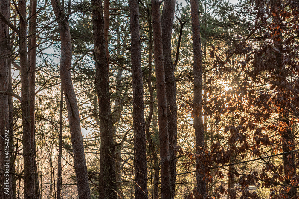 Obraz premium Sun shining through a forest.