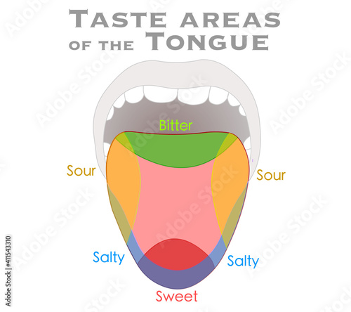 Tongue, taste areas. Taste map diagram. Schematic colorful zones anatomy, lemon, pepper. Bitter, sweet, sour, salty. Colored, red, yellow, green, blue points. Biology illustration vector