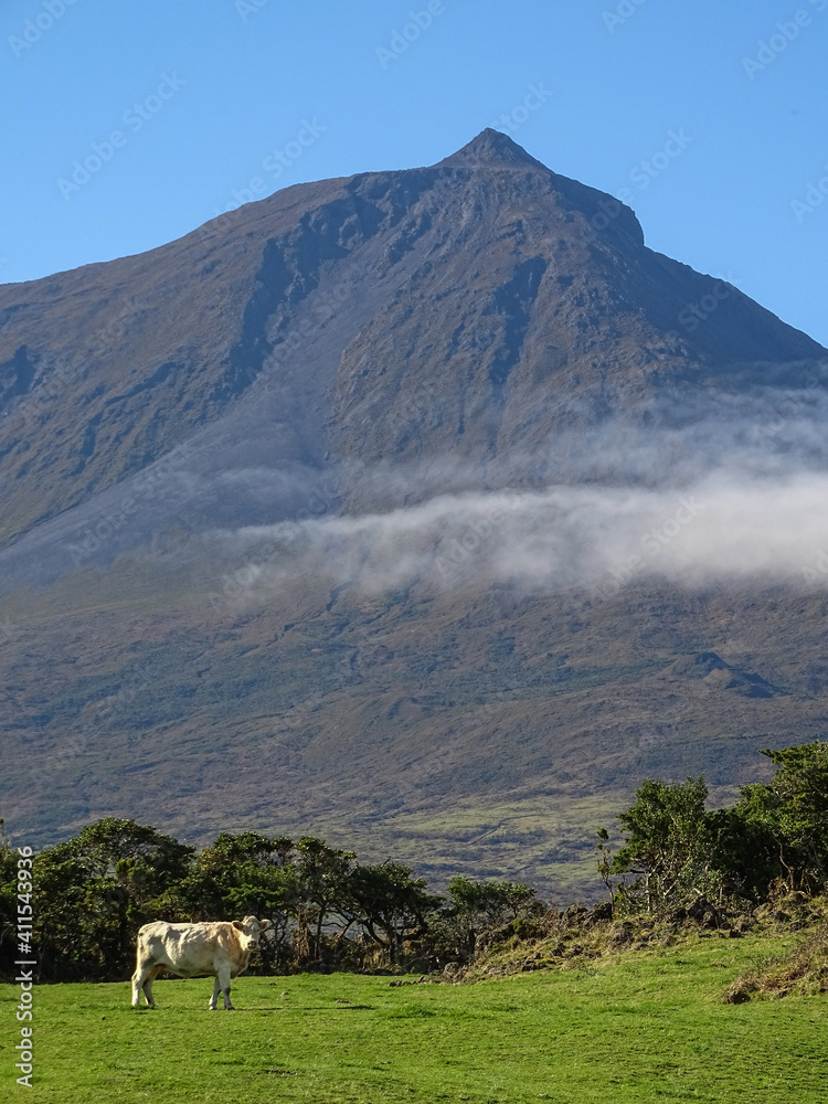 Pico mountain, Azores islands, Pico island, cow on green pasture and mountain in background.