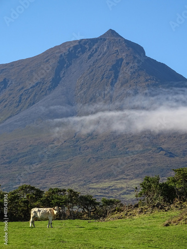 Pico mountain, Azores islands, Pico island, cow on green pasture and mountain in background. © Ayla Harbich