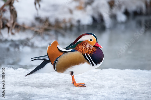 Fototapeta Portrait of bright Mandarin bird on ice - the most beautiful duck in the world