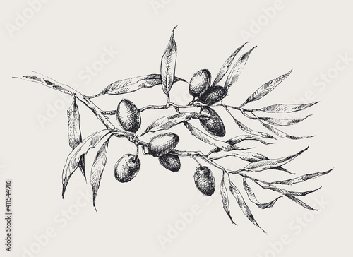 Olive tree branch with black olive fruits and leaves