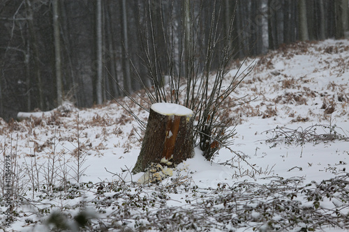 Blurred view snowy landscape in lonely german forest with bare trees during snowstorm in winter (focus on tree stump in center) photo