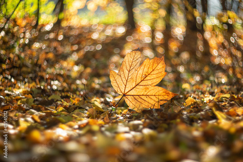 Jesienny liść o poranku na złotym dywanie