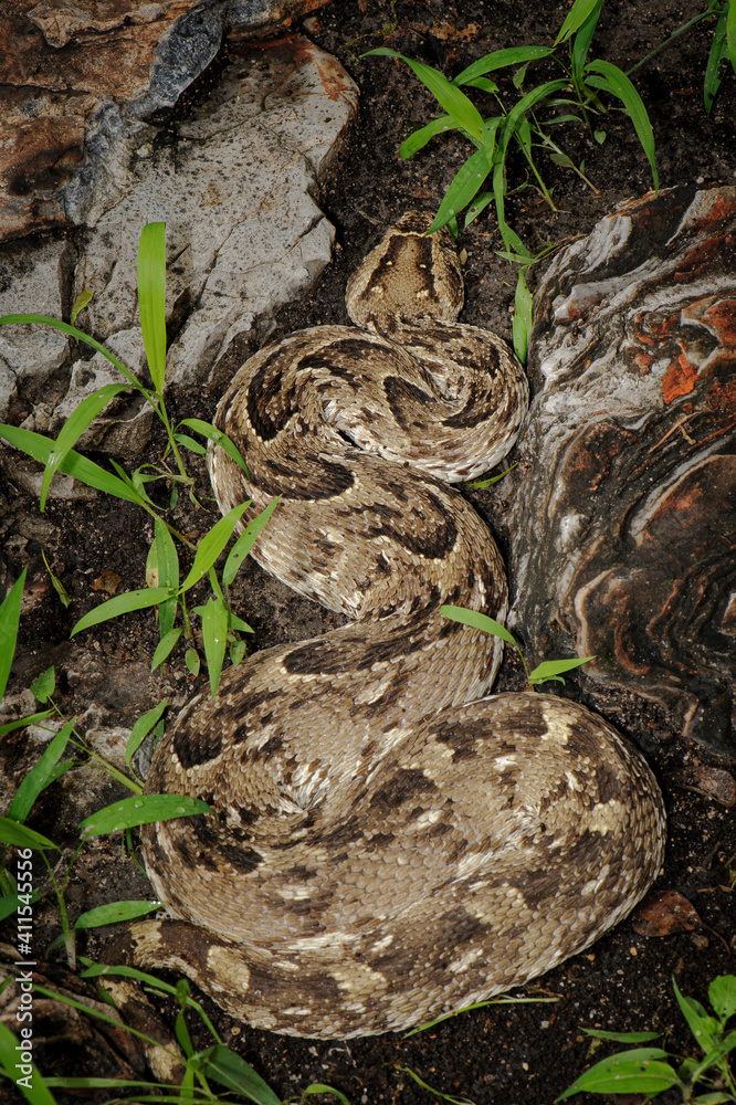 Fototapeta premium Puff adder sun bathing