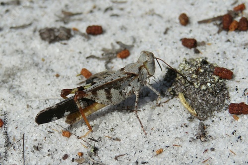 Fotografie, Obraz Mottled sand grasshopper on the ground in Florida wild