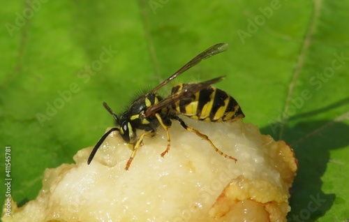 Fotótapéta Wasp eating fruit in the garden, closeup