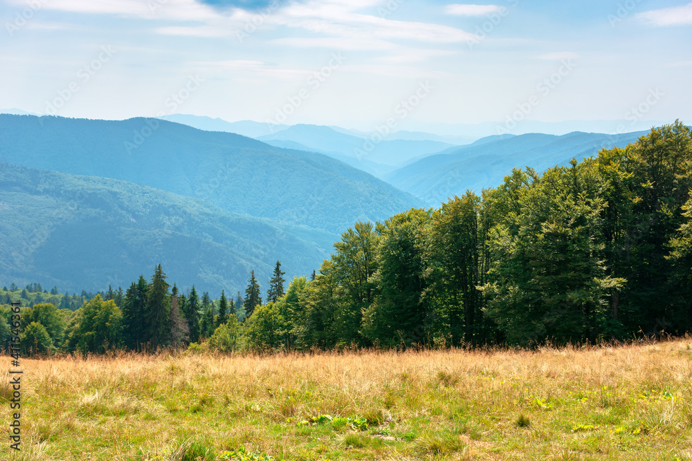 yellow grass on the meadow in mountains. beautiful nature landscape beneath a blue sky with fluffy clouds at high noon.