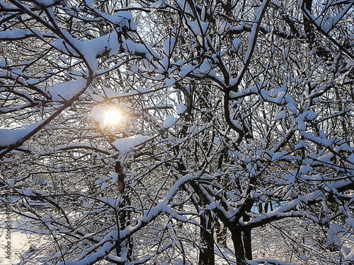 snow-covered trees