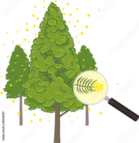 Illustration of cedar tree and pollen pollinosis