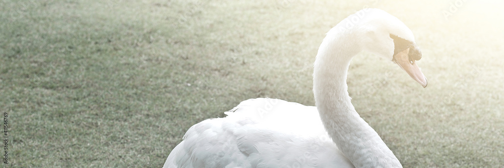 Obraz premium A white swan walks in the garden with green grass.