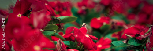 Red chris flowers on the mountain Blooming in the beautiful fields.  On Christmas Day. photo