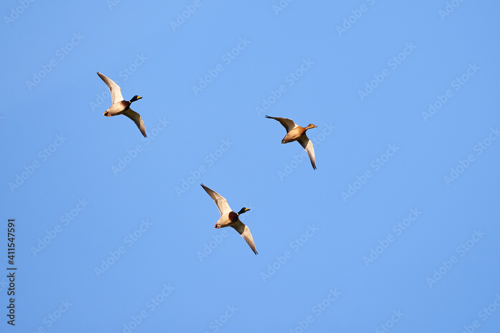 Mallard geese in flight ( Anas platyrhynchos )	